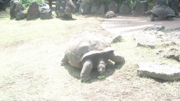 ゾウガメ