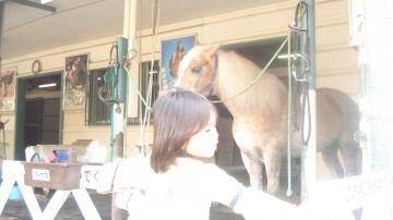 こちらは本物の馬です