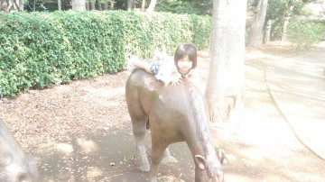 乗馬